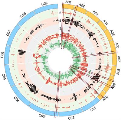 Construction of a Quantitative Genomic Map, Identification and Expression Analysis of Candidate Genes for Agronomic and Disease-Related Traits in Brassica napus